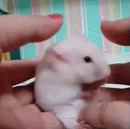hamster-surprised.gif