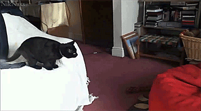 cat-jumps-onto-beanbag.gif