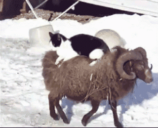 lazing.gif