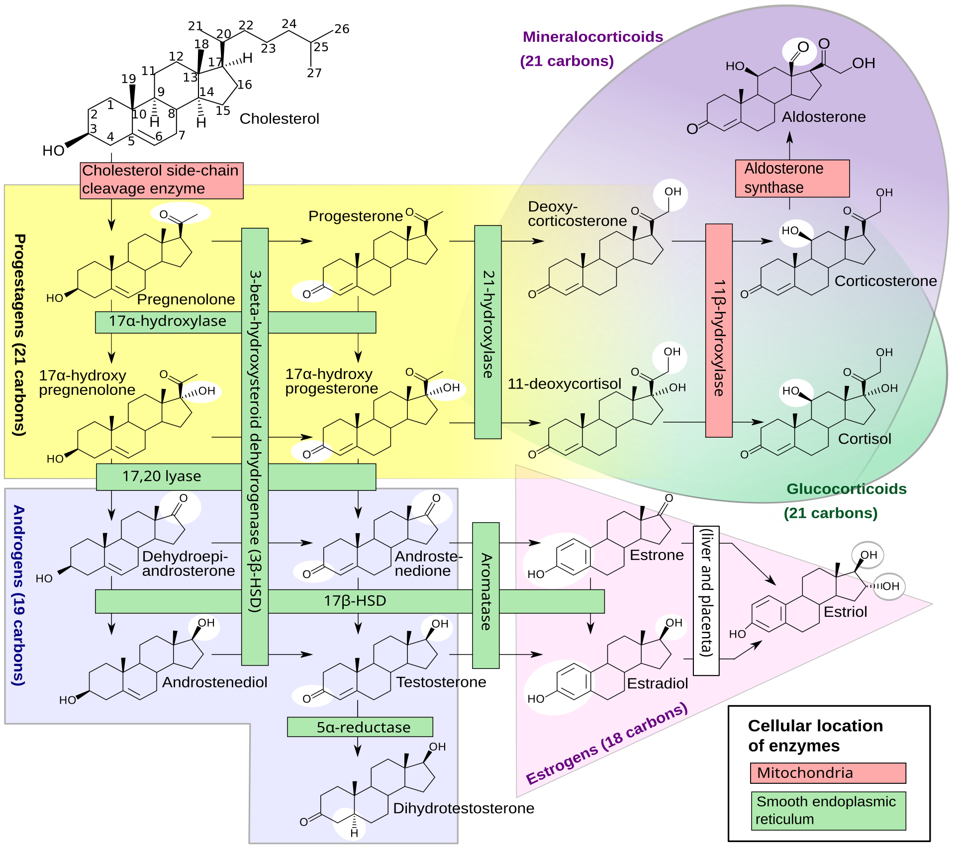 1920px-Steroidogenesis.svg.png