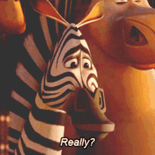 Zebra From Madagascar GIFs | Tenor