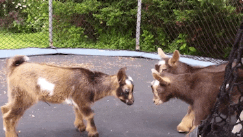 GIF by Random Goat