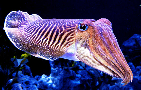 Cuddly_Cuttlefish_by_zhe_universe.jpg