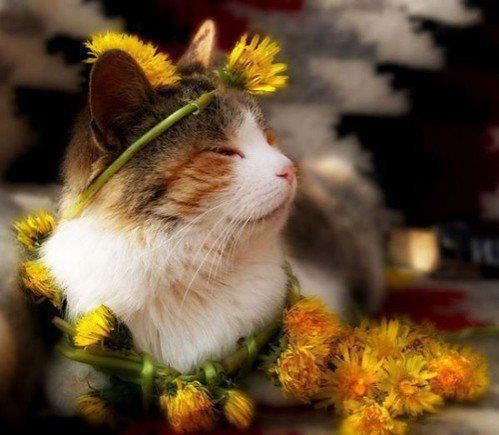 flower-power-cat.jpg
