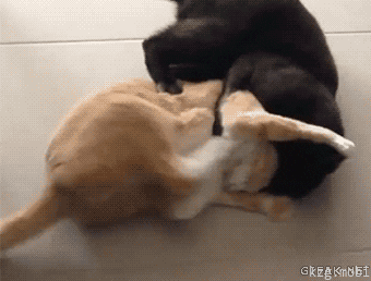 giphy.gif