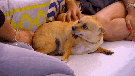 giphy.gif