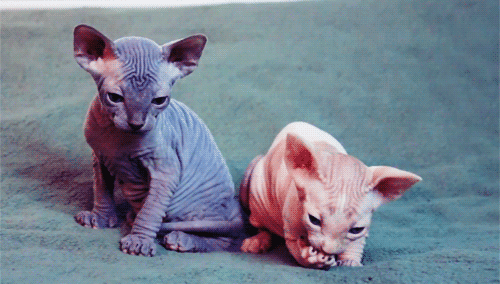 hairless-cat.gif