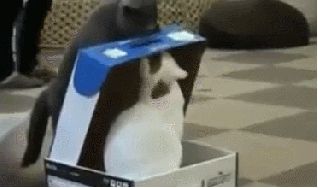 Cat-Closes-Box-on-Cat-and-Sits-on-It.gif