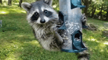 Baby Raccoon GIFs | Tenor