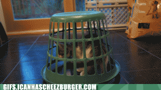 7VZRWLIMmk61gO1MCDcKIg2.gif