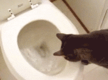 Explain-this-sorcery-human..gif