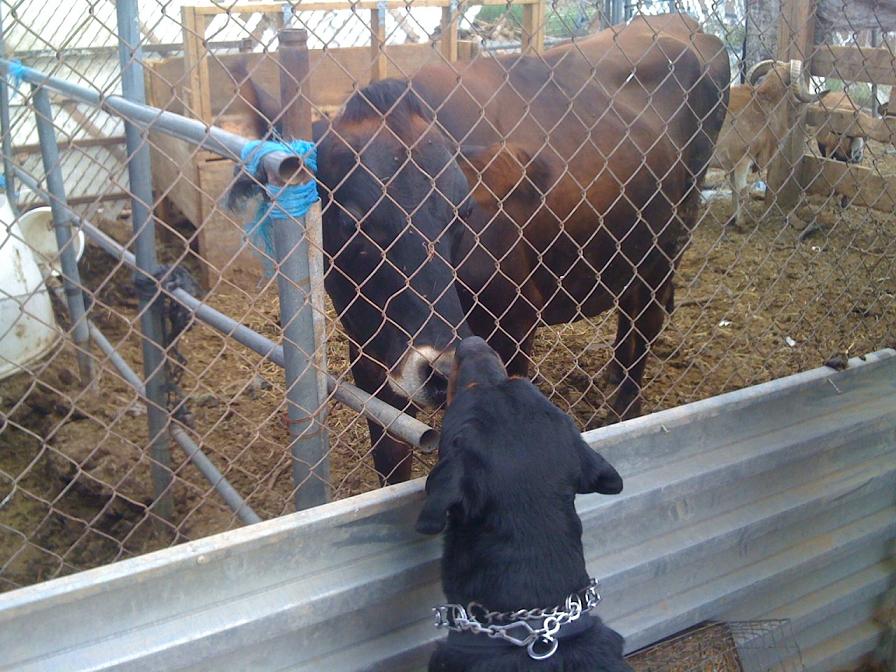mooooo.jpg