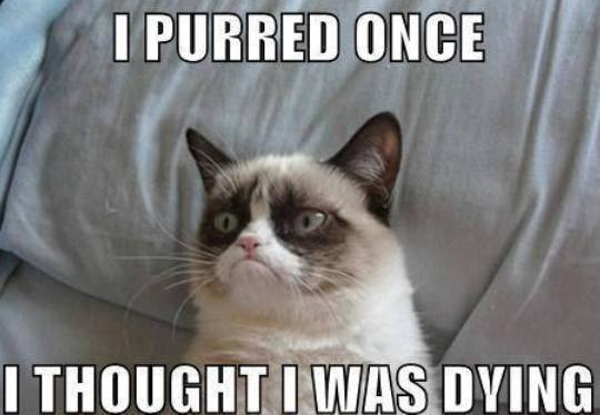 Grumpy_Cat_010.jpg