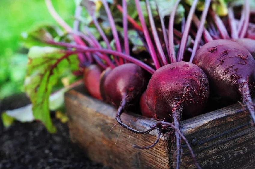 beetroot.png