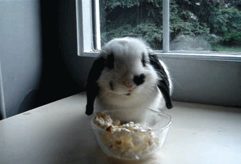 CONEJO.gif