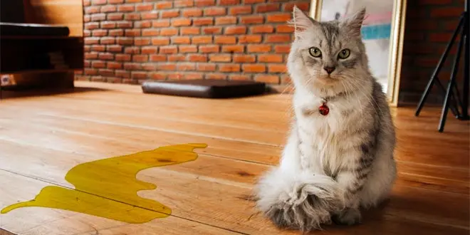 best-cat-urine-enzyme-cleaner.jpg