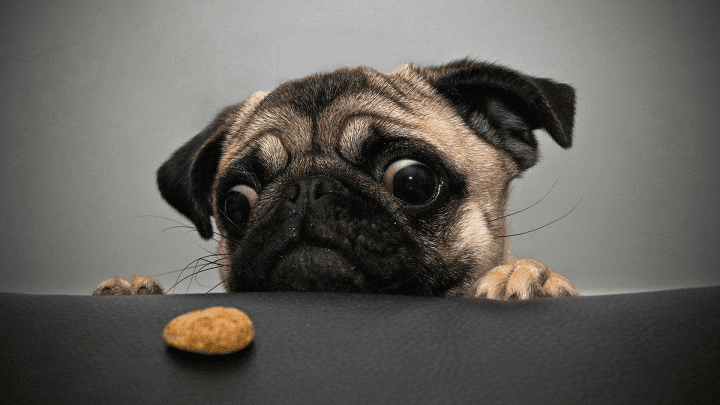 gradcoach.com