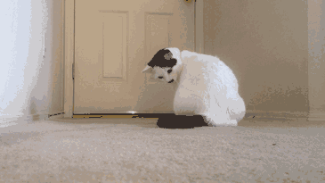 brjf5i0capu11.gif