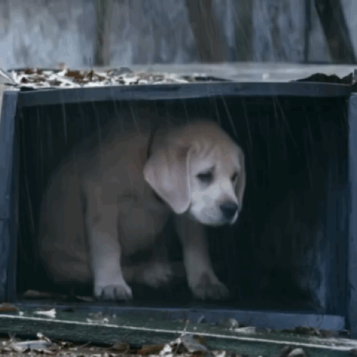 pluviobrew | Puppies, Rain and coffee, Budweiser