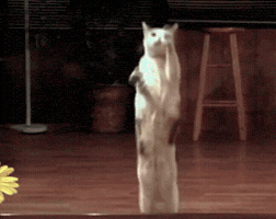 200.gif