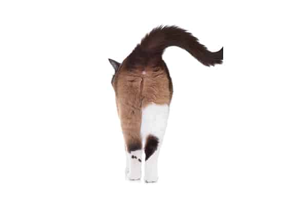 Cat-butt.jpg