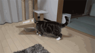 HZSi.gif