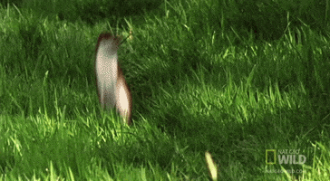 worldâs deadliest wtf GIF by Nat Geo Wild 