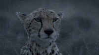 200w.gif