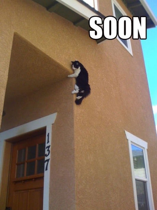 funny-meme-animals-soon-015.jpg