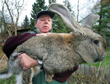 The-huge-rabbit.jpg