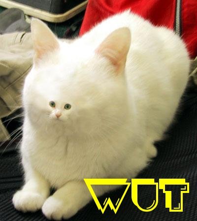cat-wut.jpg