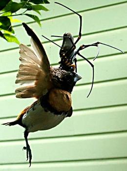 526339899_australian_bird_eating_spider_xlarge.jpeg