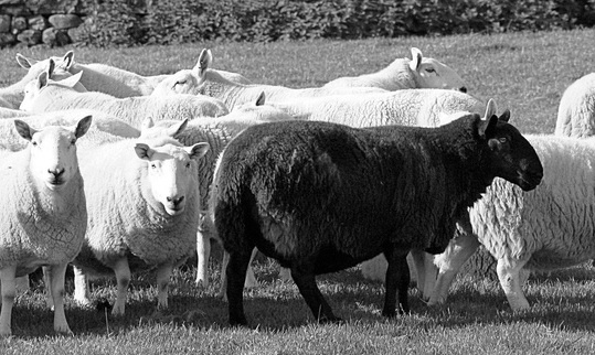 black-sheep%2B2.jpg