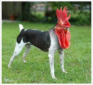 Chicken+With+Dog's+Body.jpg