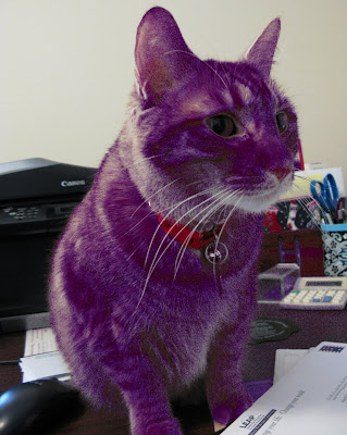 Purple+Cat+2.jpg