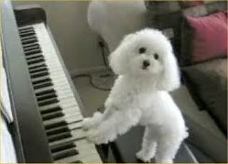dog-playing-the-piano.jpg