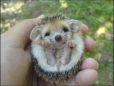 cute-hedgehog.png