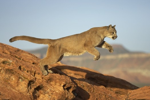 Cougar-puma_jumping-picturehuntcom.jpg