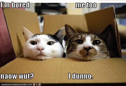 funny-pictures-box-cats-are-bored1.jpg