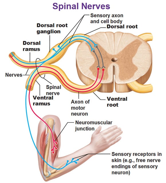 spinal-nerves-in-detail-showing-dorsal-root-ganglion-ramus-rami-ventral-root.jpg