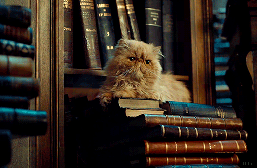 cute-cat-on-stack-of-old-books-animated-gif.gif.