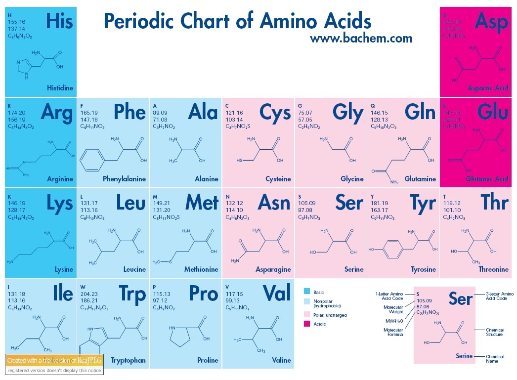 aminoacids.jpg