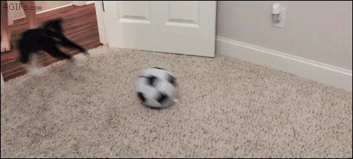 Cat-soccer-ball-somersault.gif