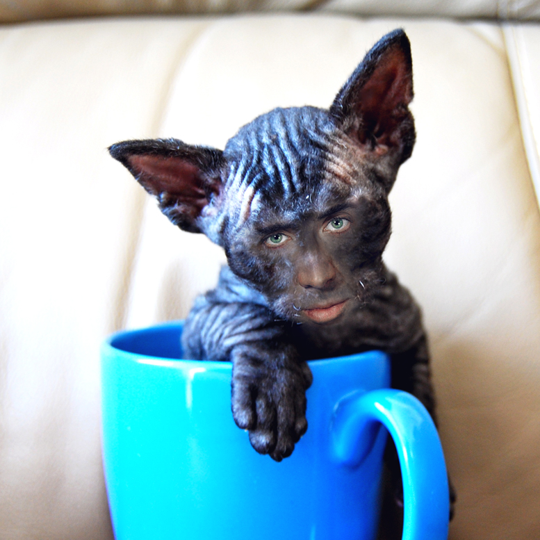 nic-cage-cat-mug.jpg