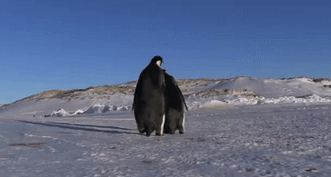 Penguin-Slip-on-Ice.gif