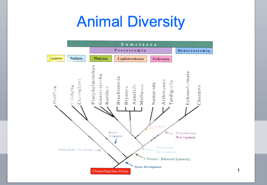 Animal Diversity Chart | Student Doctor Network