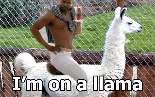 llama.gif