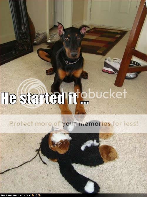 funny-dog-pictures-started-it.jpg