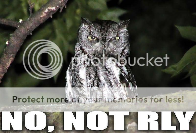 No_not_rly_owl.jpg