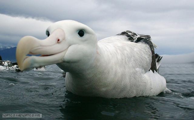 wandering_albatross_1.jpg